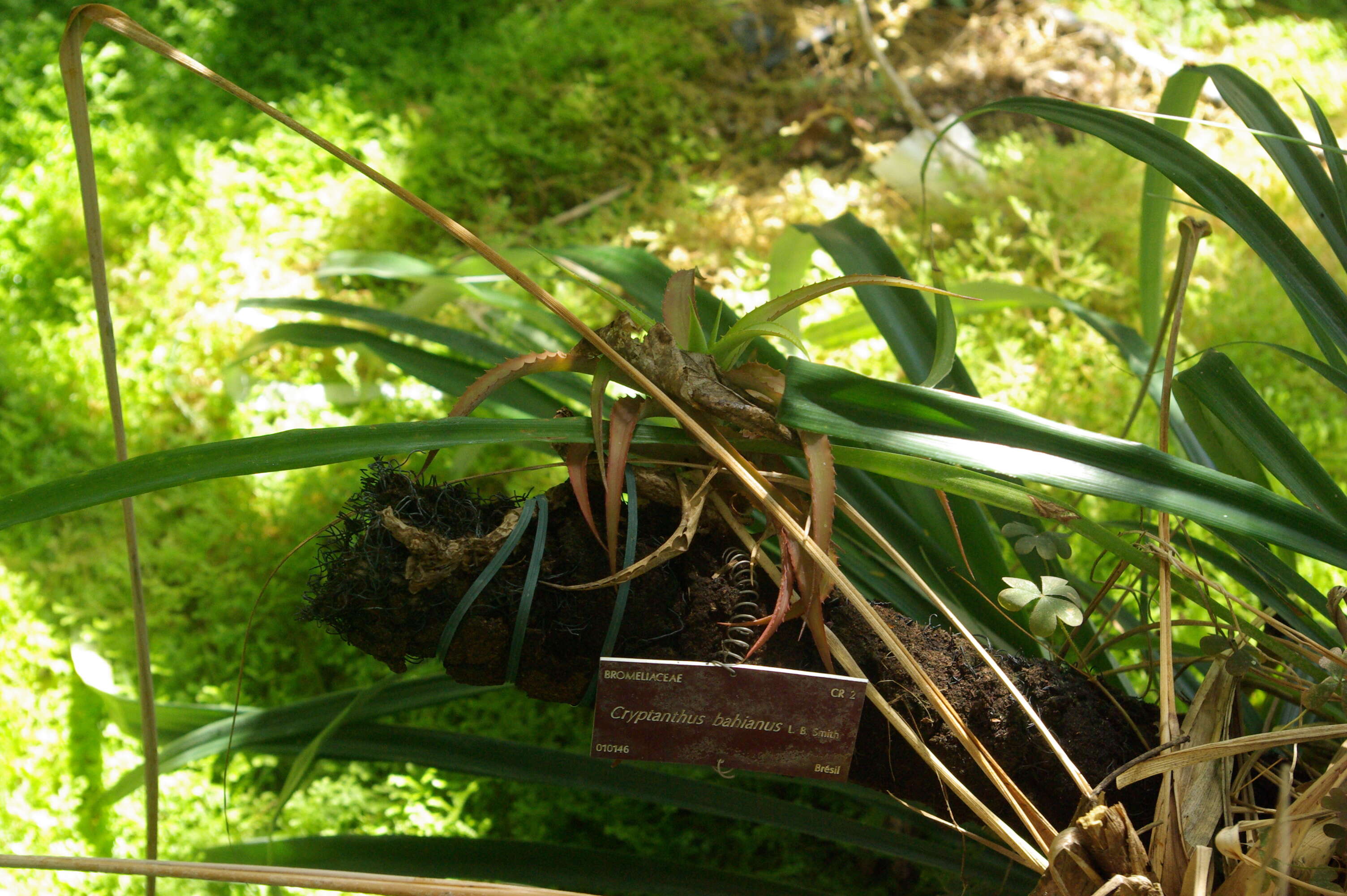 Image of Cryptanthus bahianus L. B. Sm.