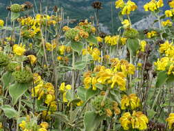 Image of shrubby Jerusalem sage