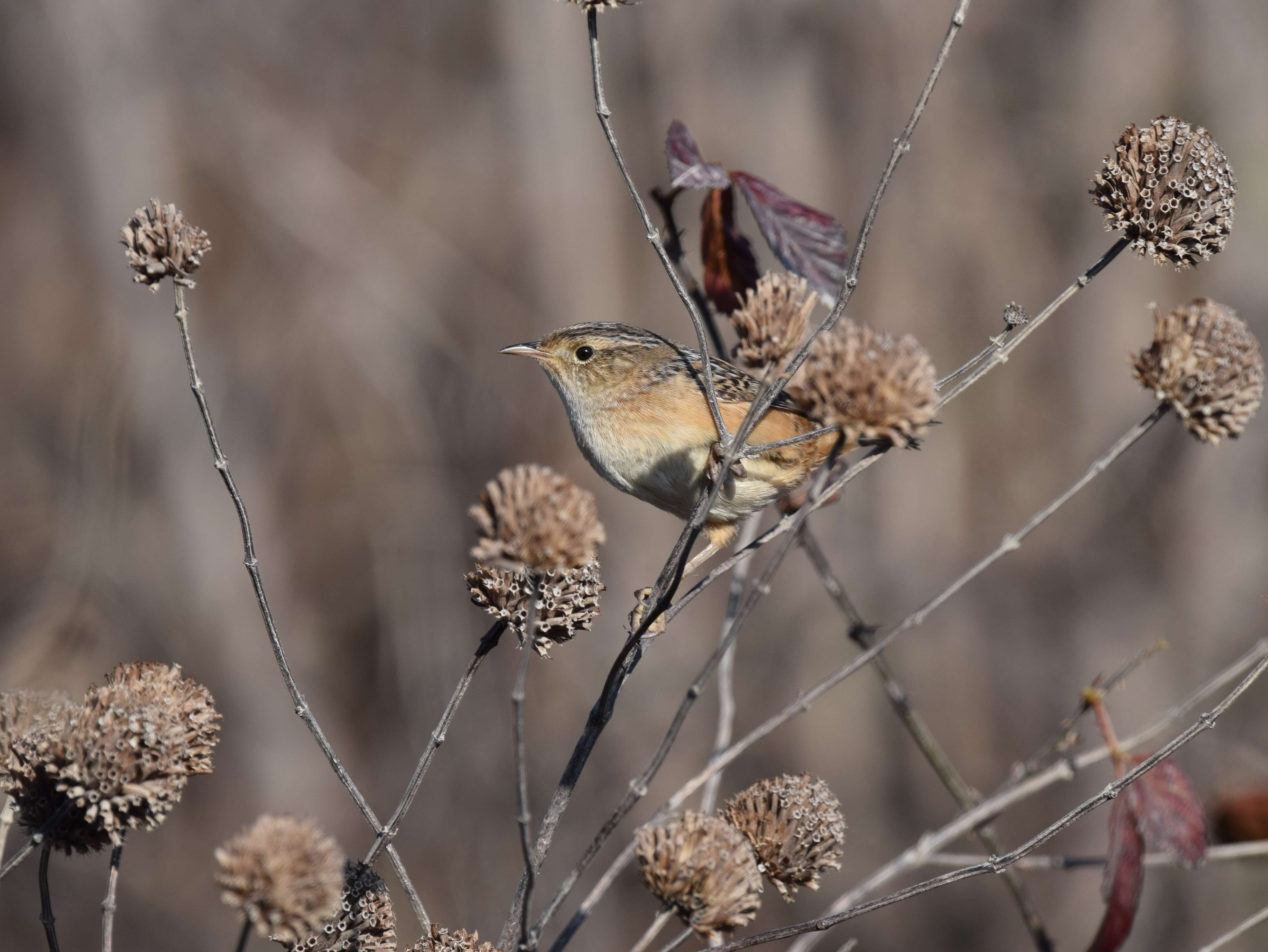 Image of Sedge Wren