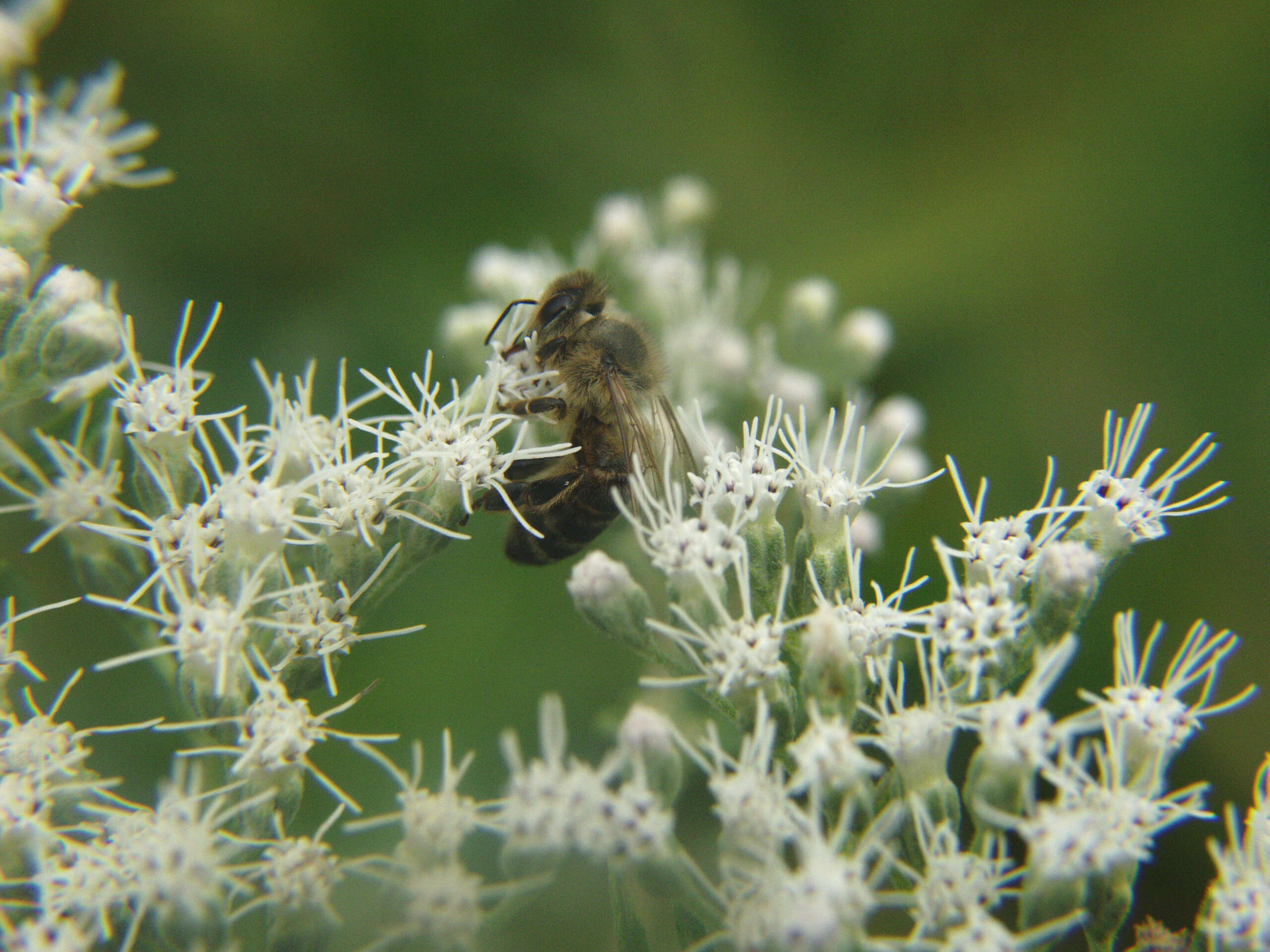 Image of tall thoroughwort