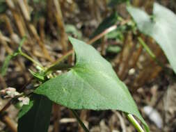 Plancia ëd Fallopia convolvulus (L.) A. Löve