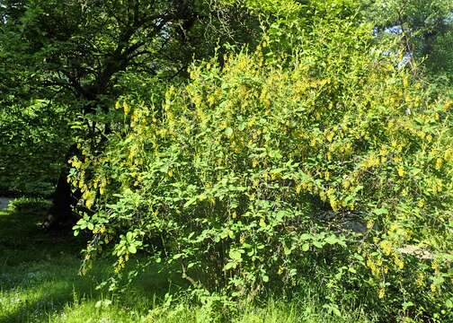 Image of Barberry