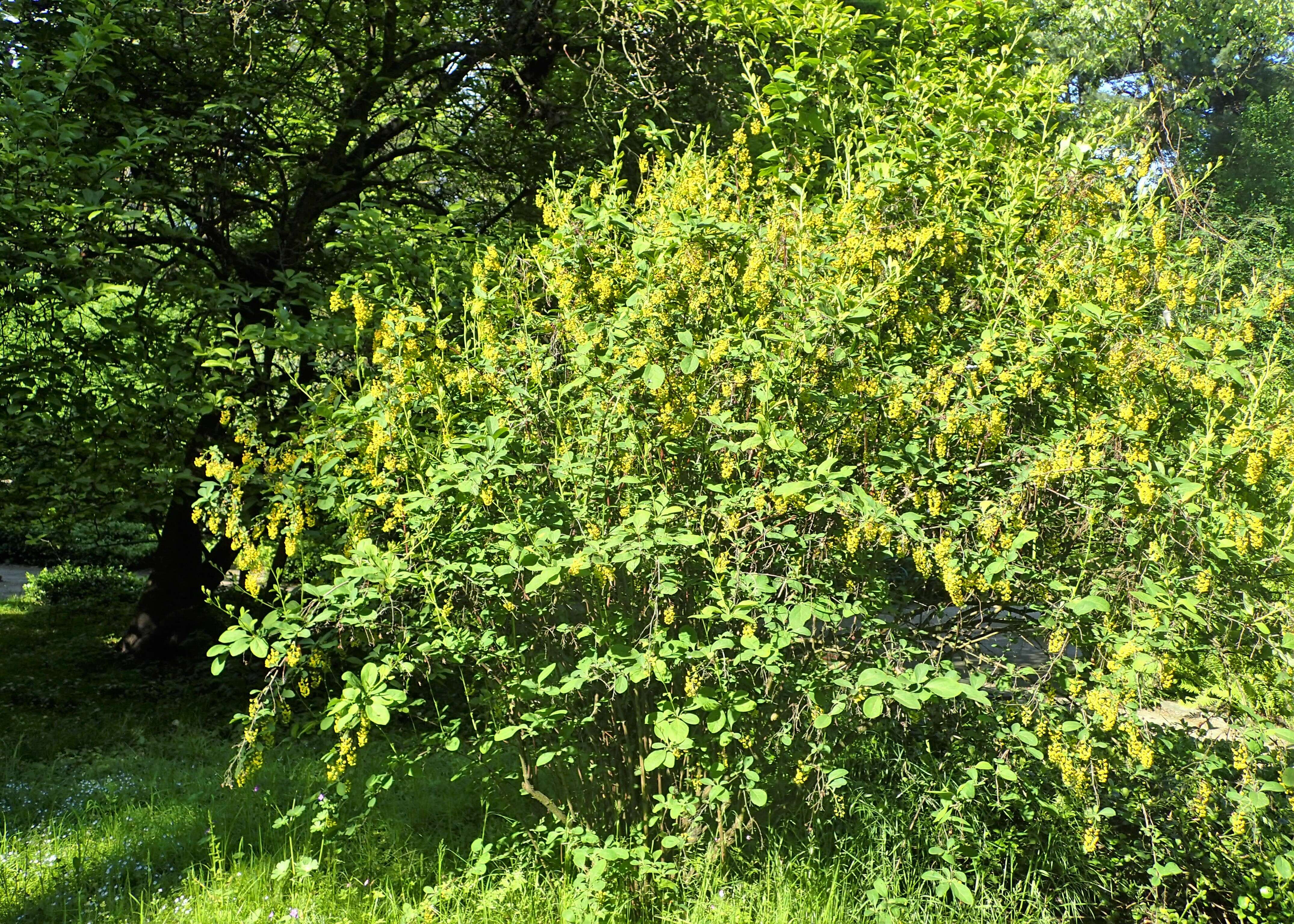 Image de Berberis koreana Palibin