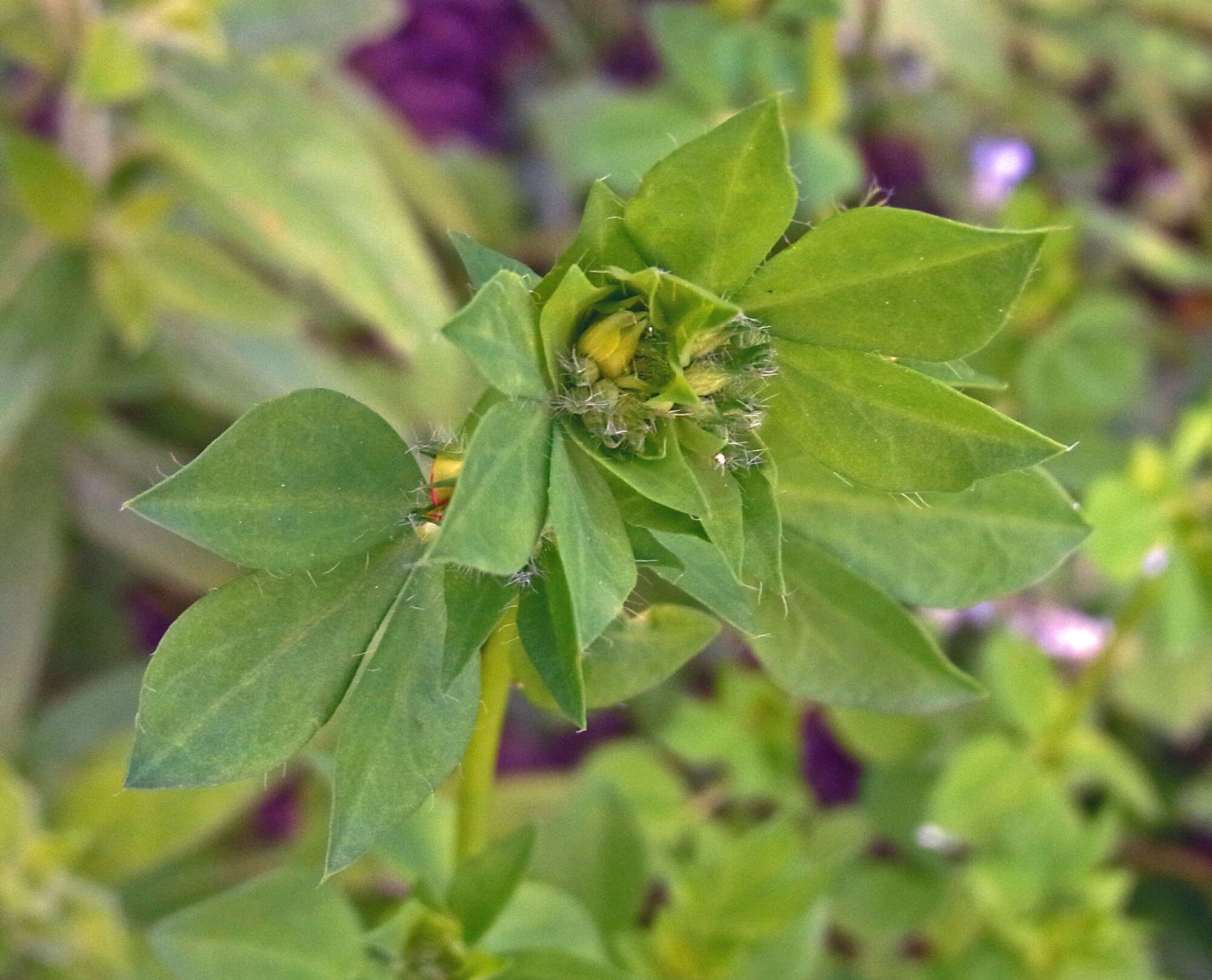 Image of Common Bird's-foot-trefoil