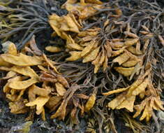 Image de Fucus Linnaeus 1753