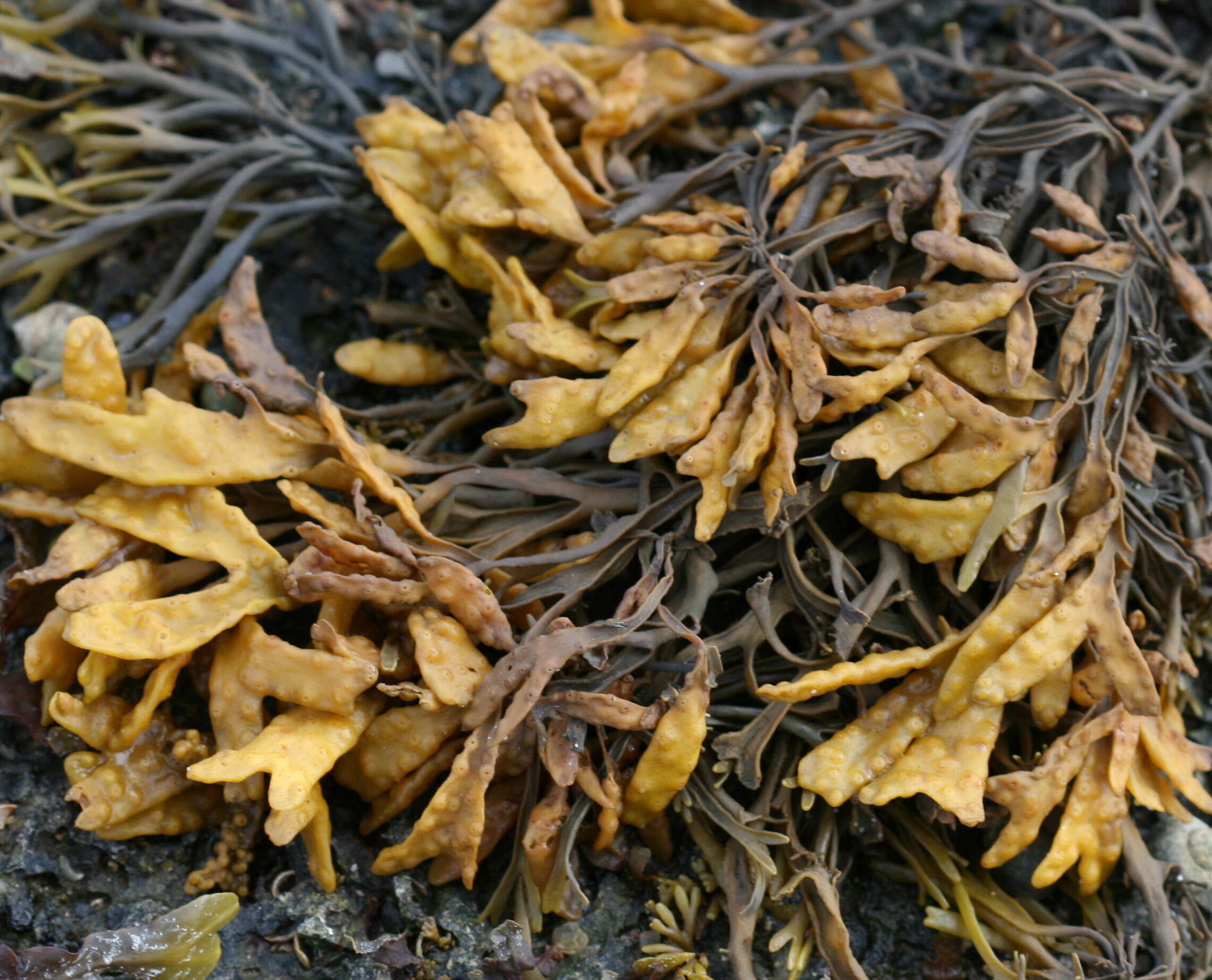 Image de Fucus Linnaeus 1753