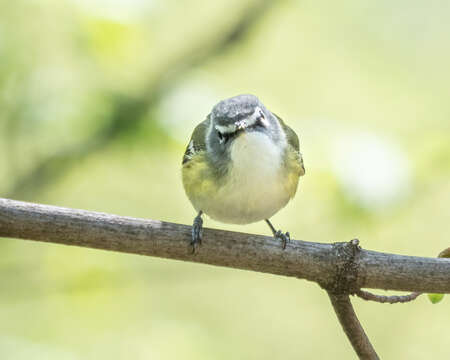 Image of Blue-headed Vireo