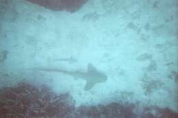 Image of Leopard Shark