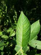 Image of Yellow Loosestrife