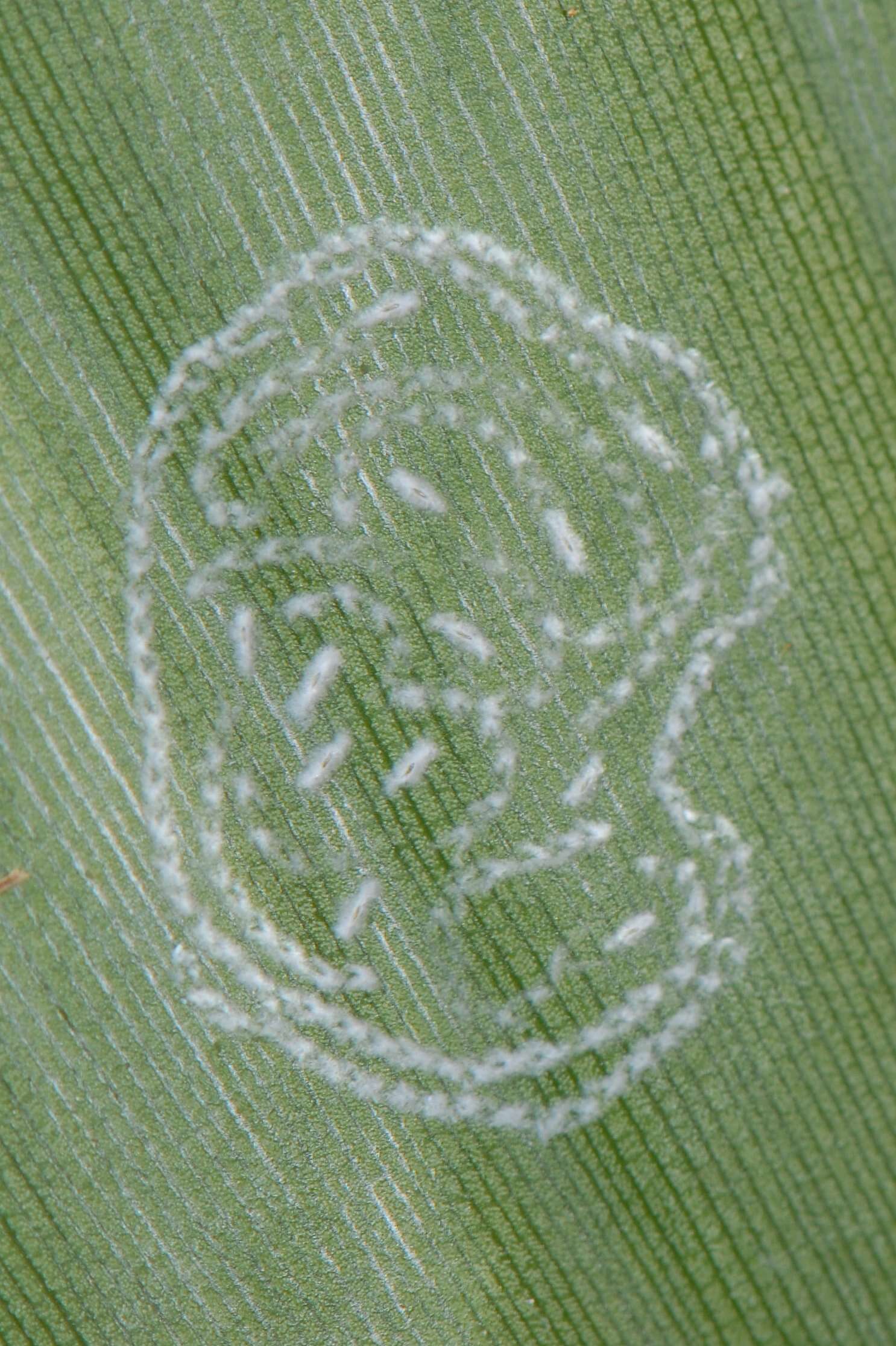 Image of Whitefly