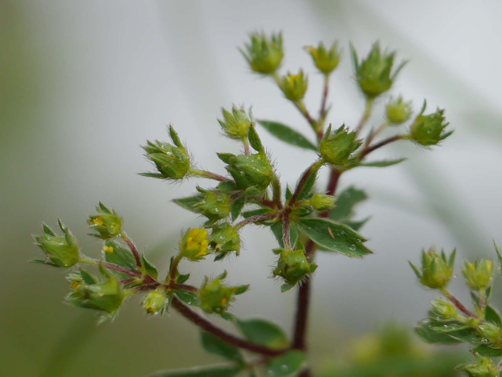 Image of Sibbaldia parviflora Willd.