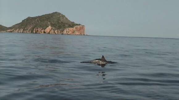 Image of Estuarine Dolphin