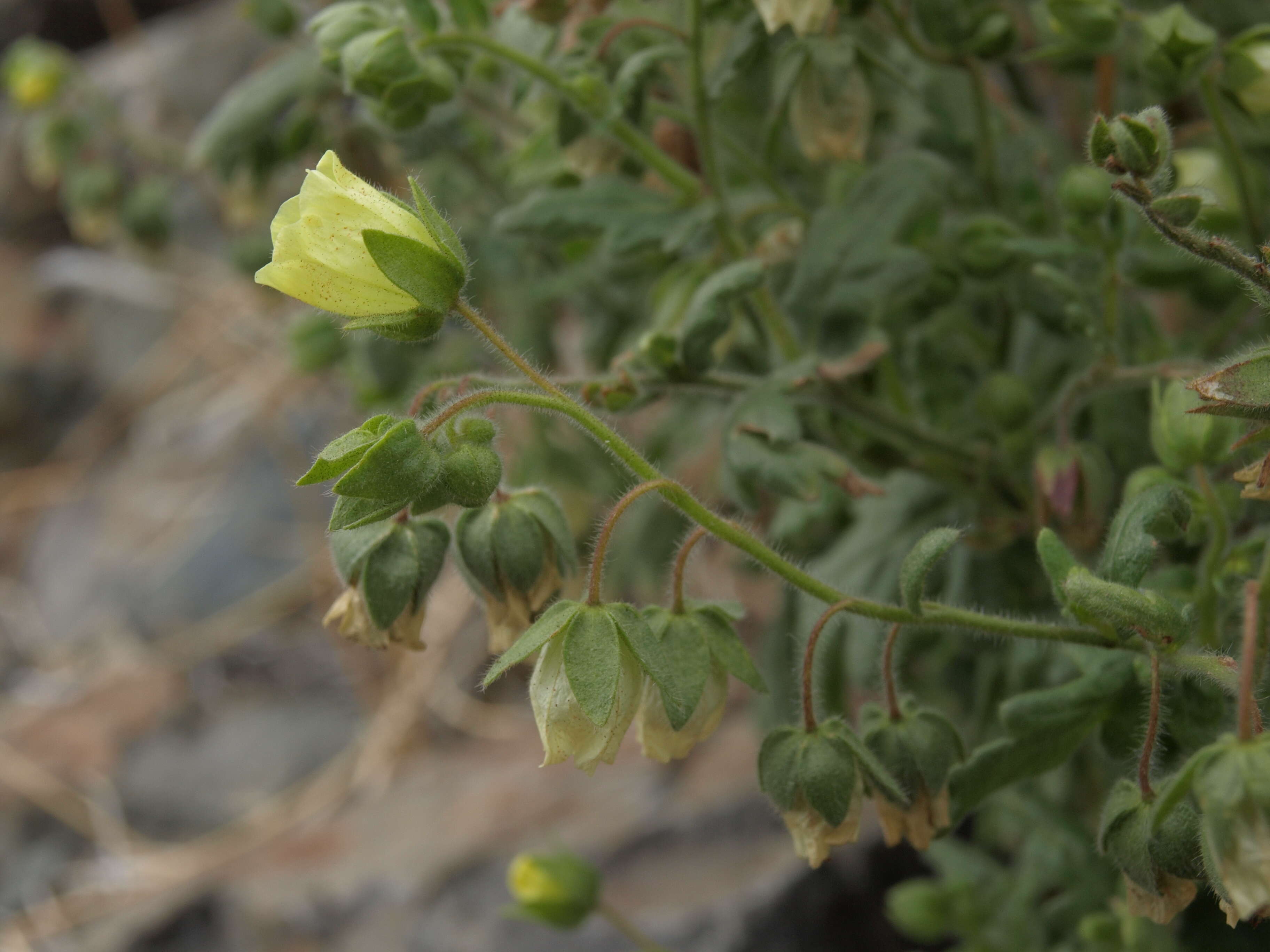 صورة Emmenanthe penduliflora Benth.