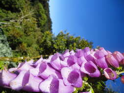 Imagem de Digitalis purpurea L.