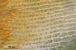 Image of Ciliate Hedwigia Moss