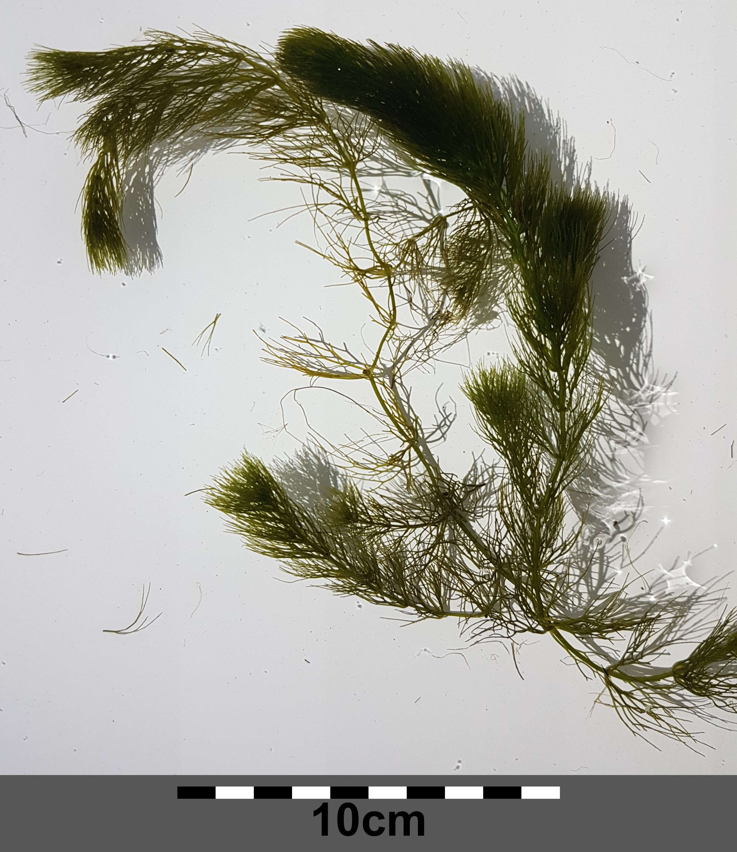 Image of Soft Hornwort