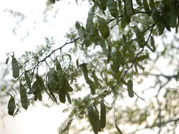 Image of gum arabic