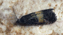 Image of Endothenia nigricostana Haworth 1811