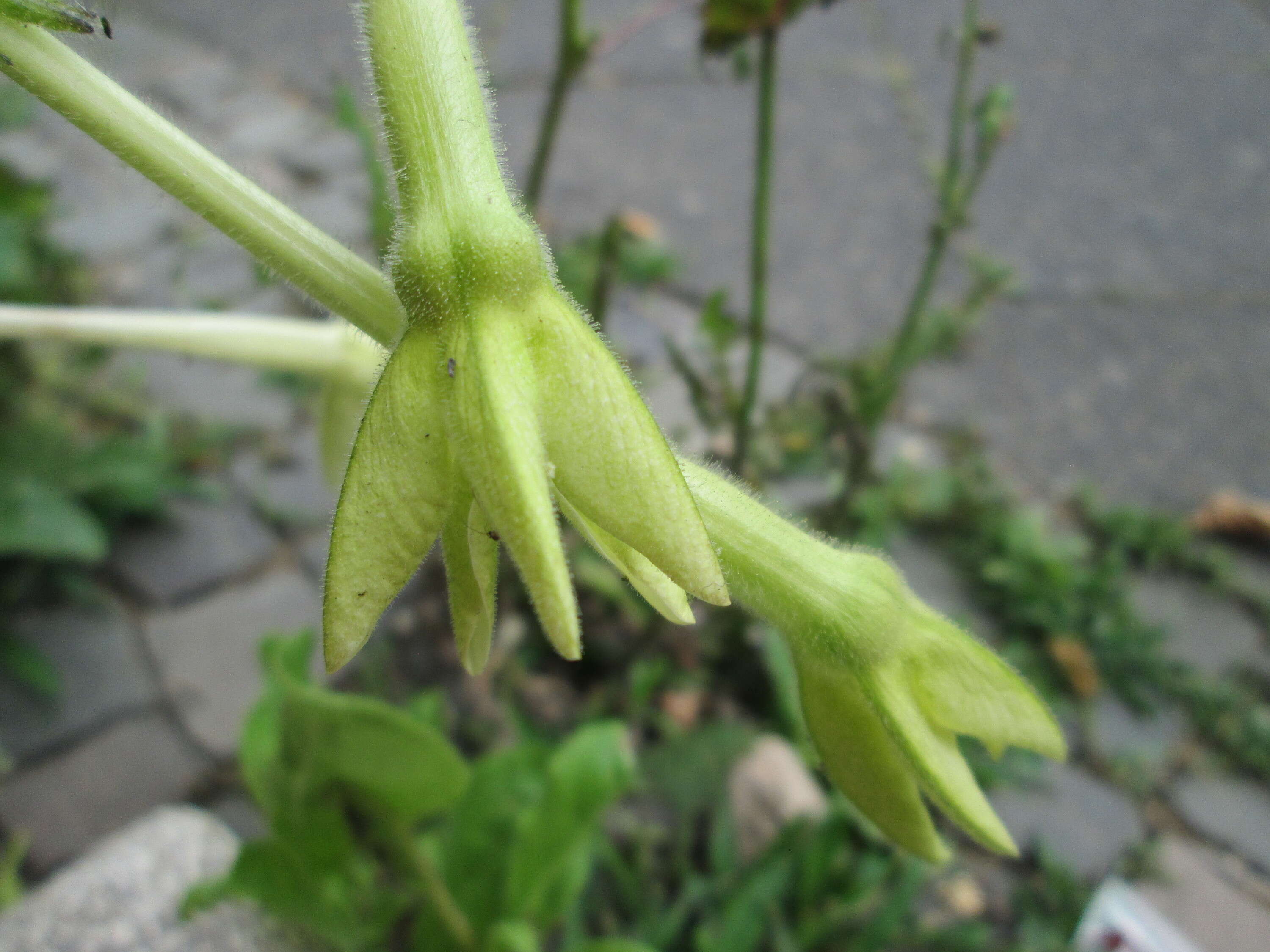 Image of jasmine tobacco