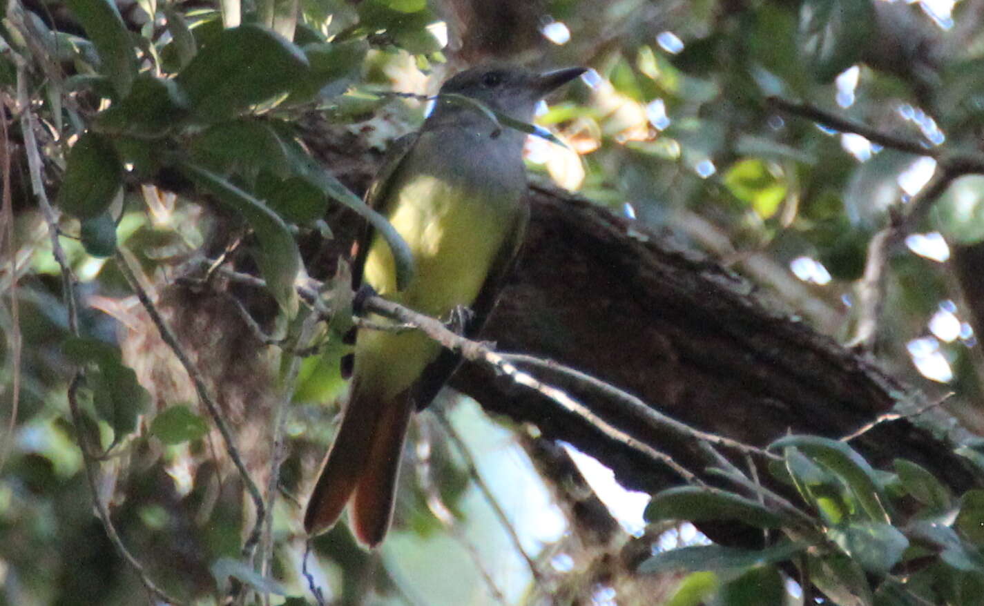 Image of Great Crested Flycatcher