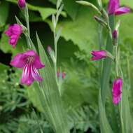 Imagem de Gladiolus imbricatus L.