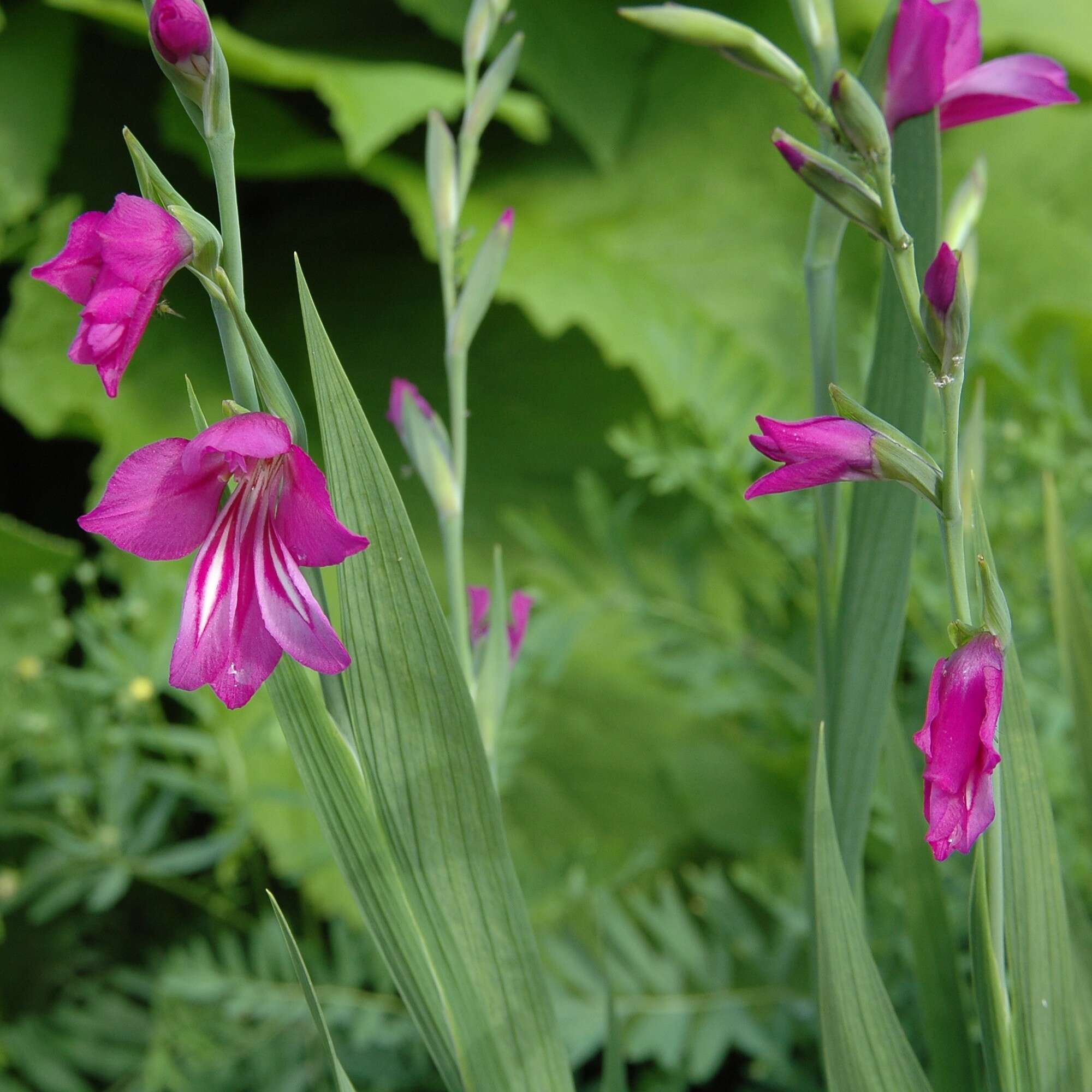 Imagem de Gladiolus imbricatus L.