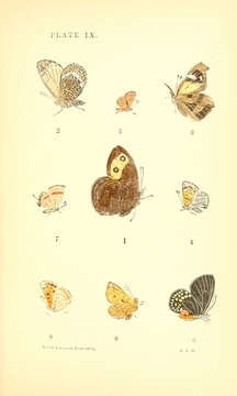 Image of Little Metalmark