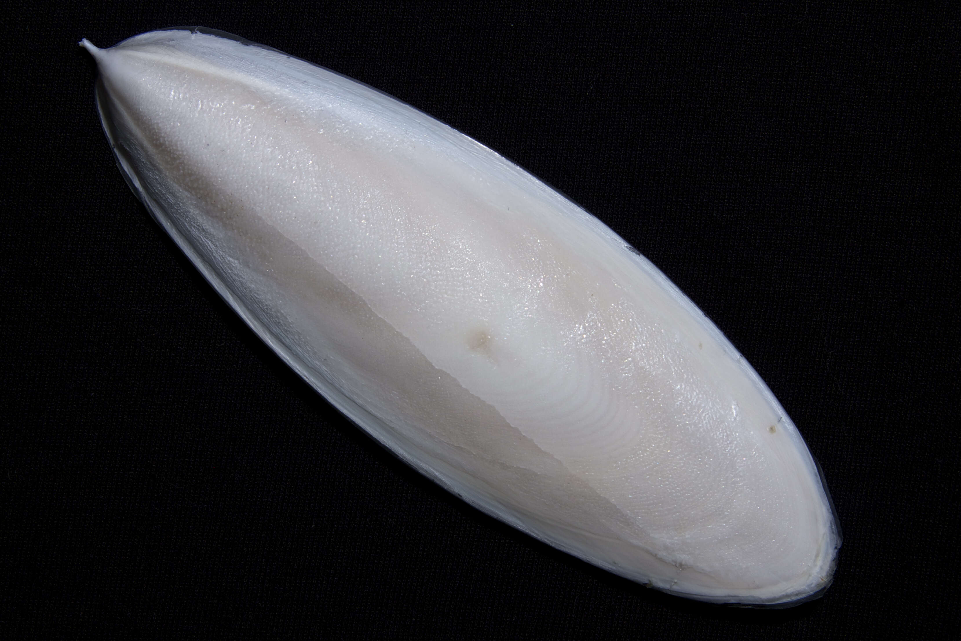 Image of Kisslip Cuttlefish