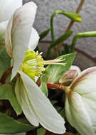 Image of Hellebore