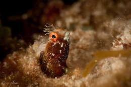 Image of Roughhead Blenny