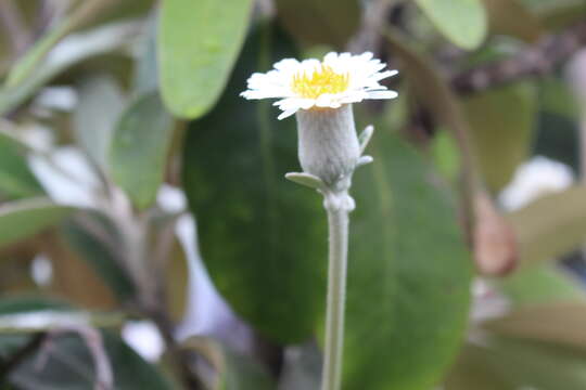 Image of Pachystegia insignis (Hook. fil.) Cheesem.