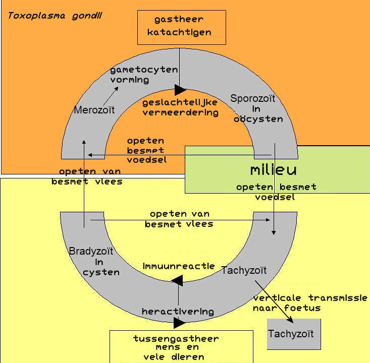 Image of Toxoplasma