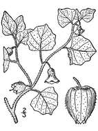 Imagem de Physalis pubescens L.