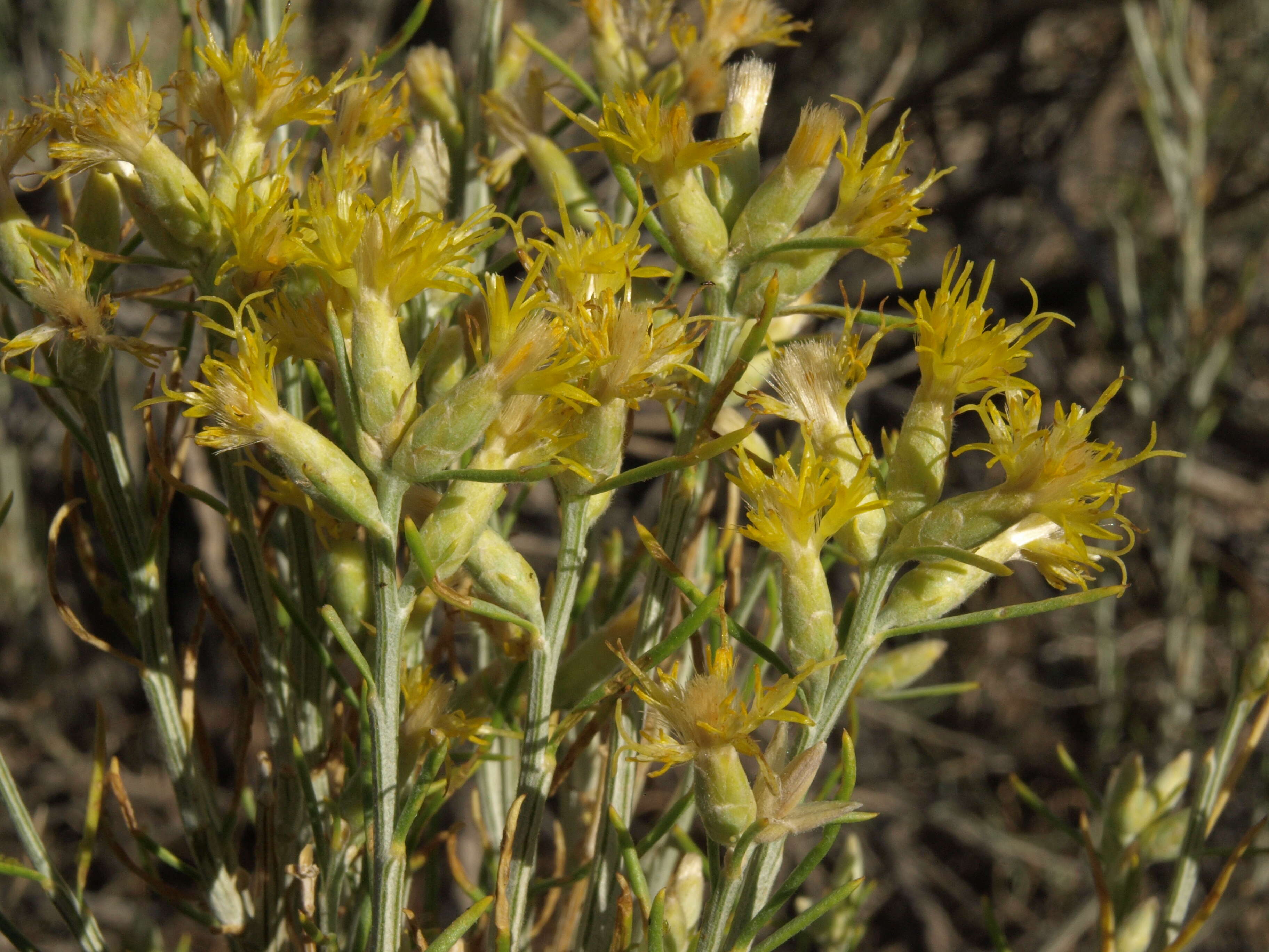 Image of Nevada broomsage