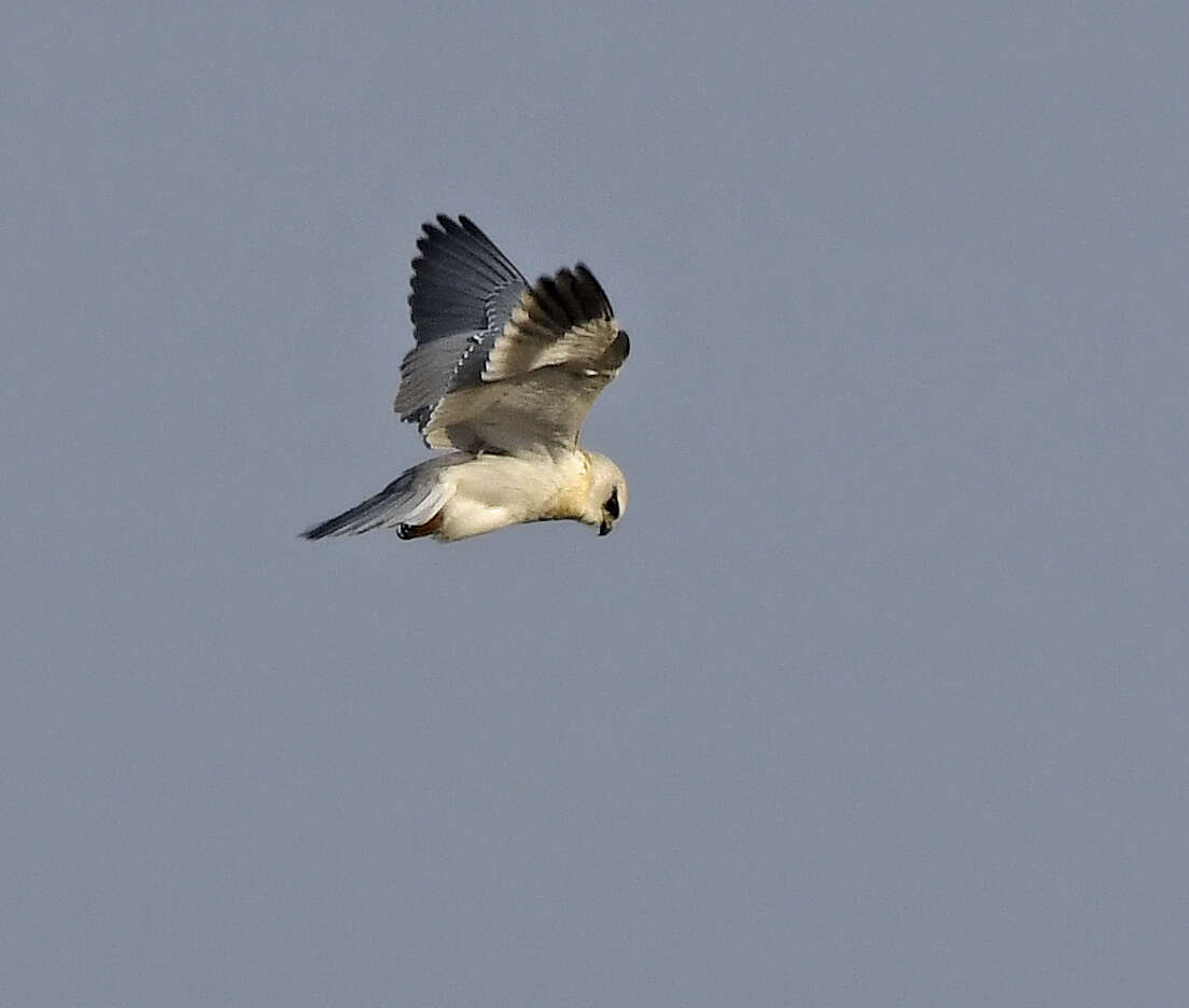 Image of Black-shouldered Kite