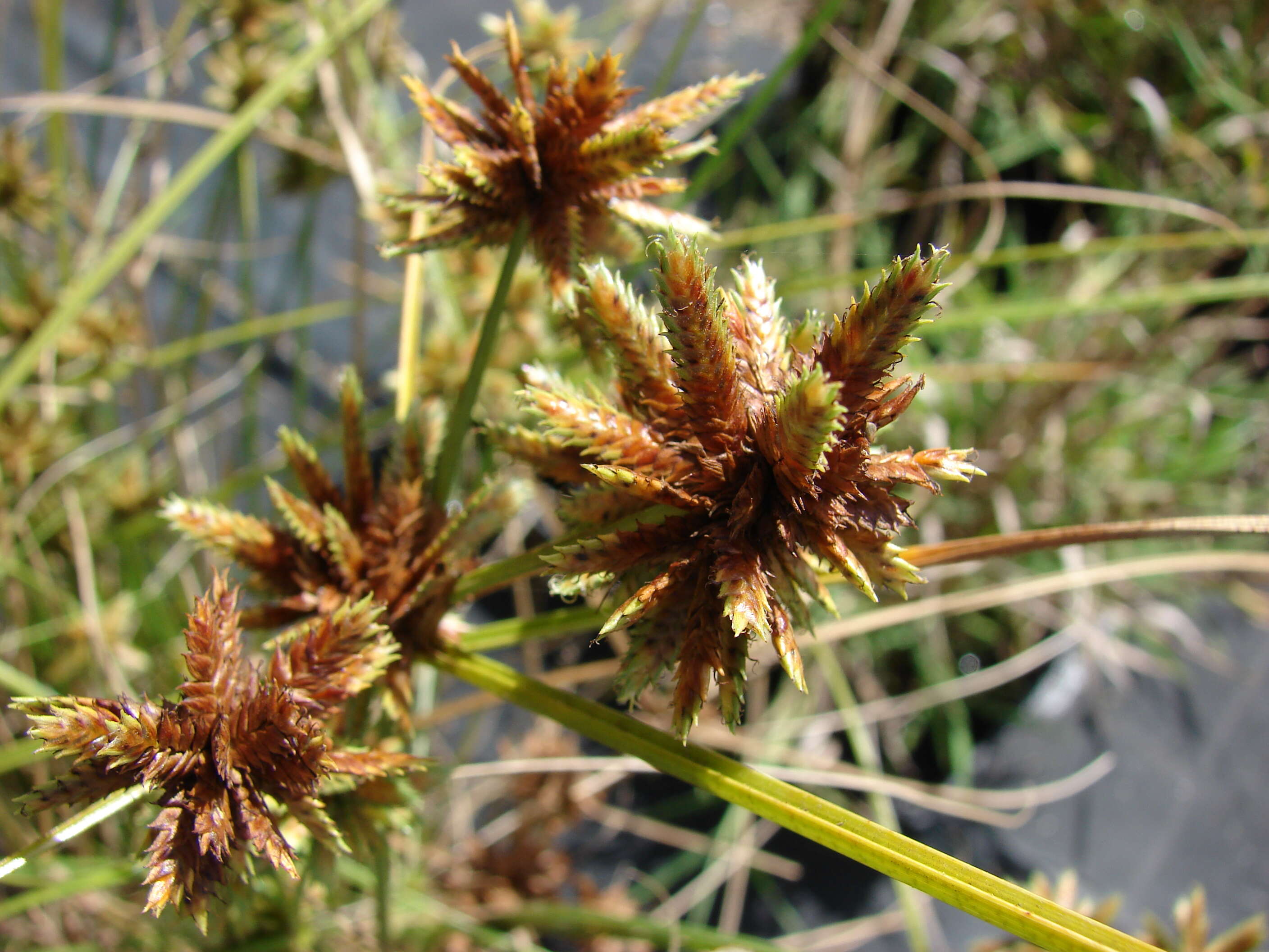 Image of Sticky Flatsedge