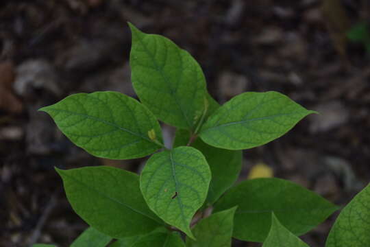 Image de Calycanthus floridus L.