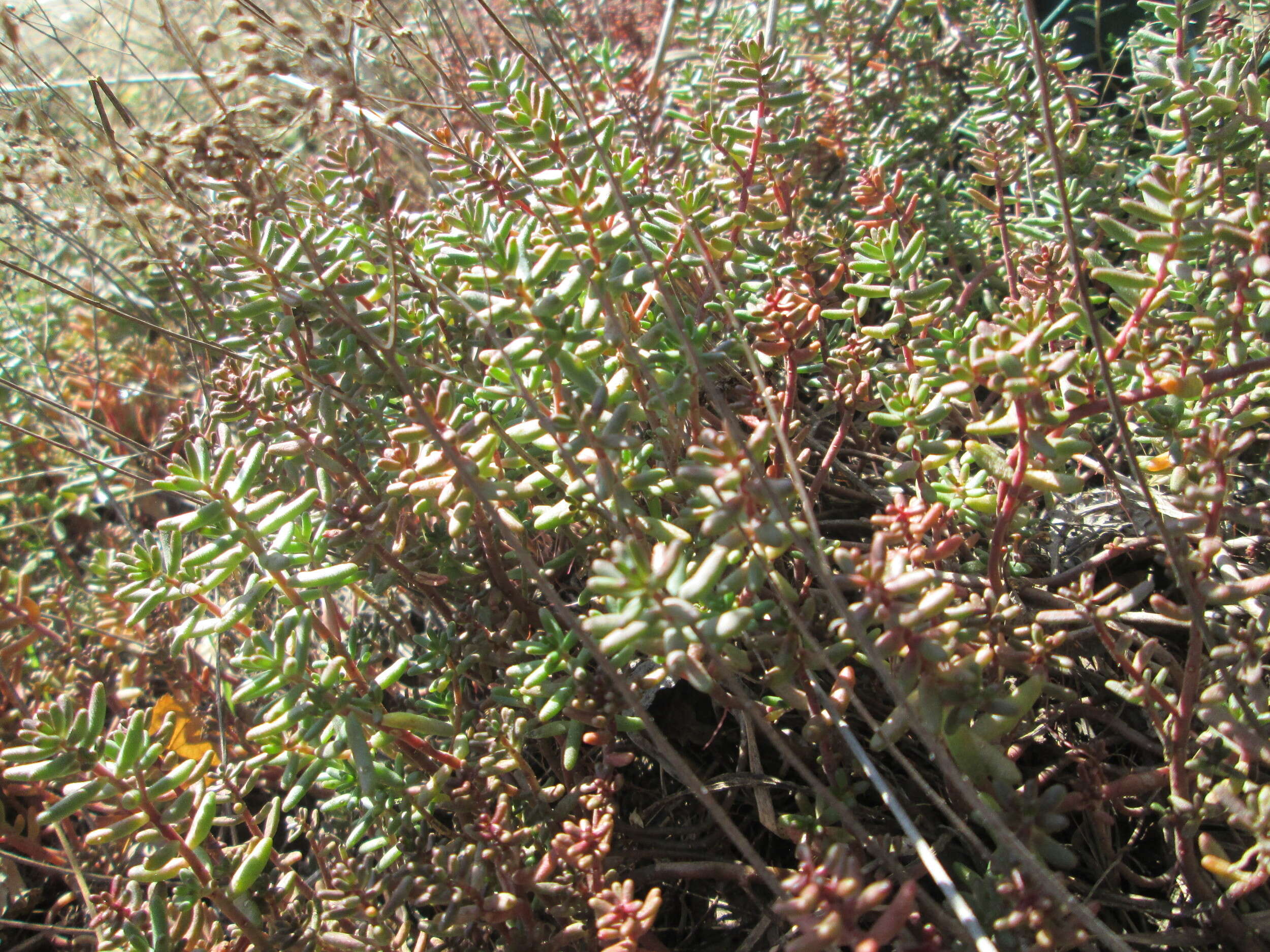 Image of White Stonecrop