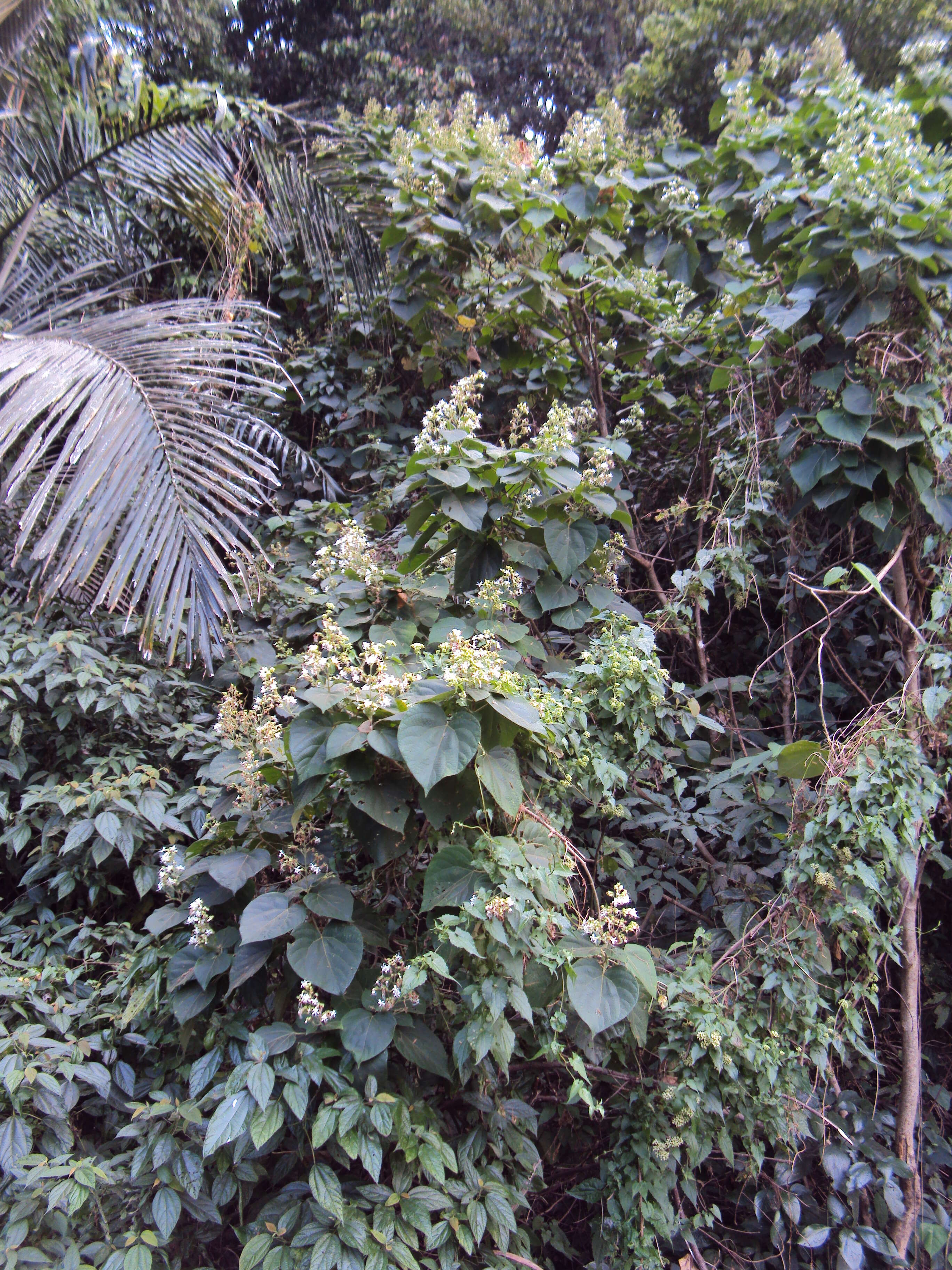 Image of Clerodendrum infortunatum L.