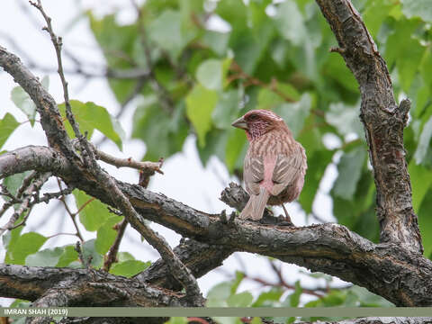 Plancia ëd Carpodacus rhodochlamys (Brandt & JF 1843)