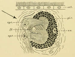 Image de Planaria torva (Müller OF 1773)