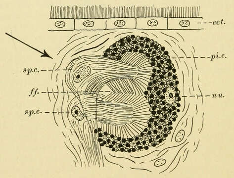 Image of Planaria torva (Müller OF 1773)