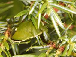 Image of <i>Chlorochroa juniperina</i>