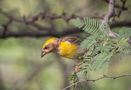 Image of Baya Weaver