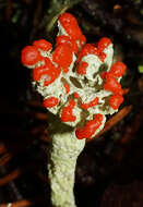 Image of Cladonia coccifera