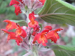 Image of Colquhounia coccinea Wall.