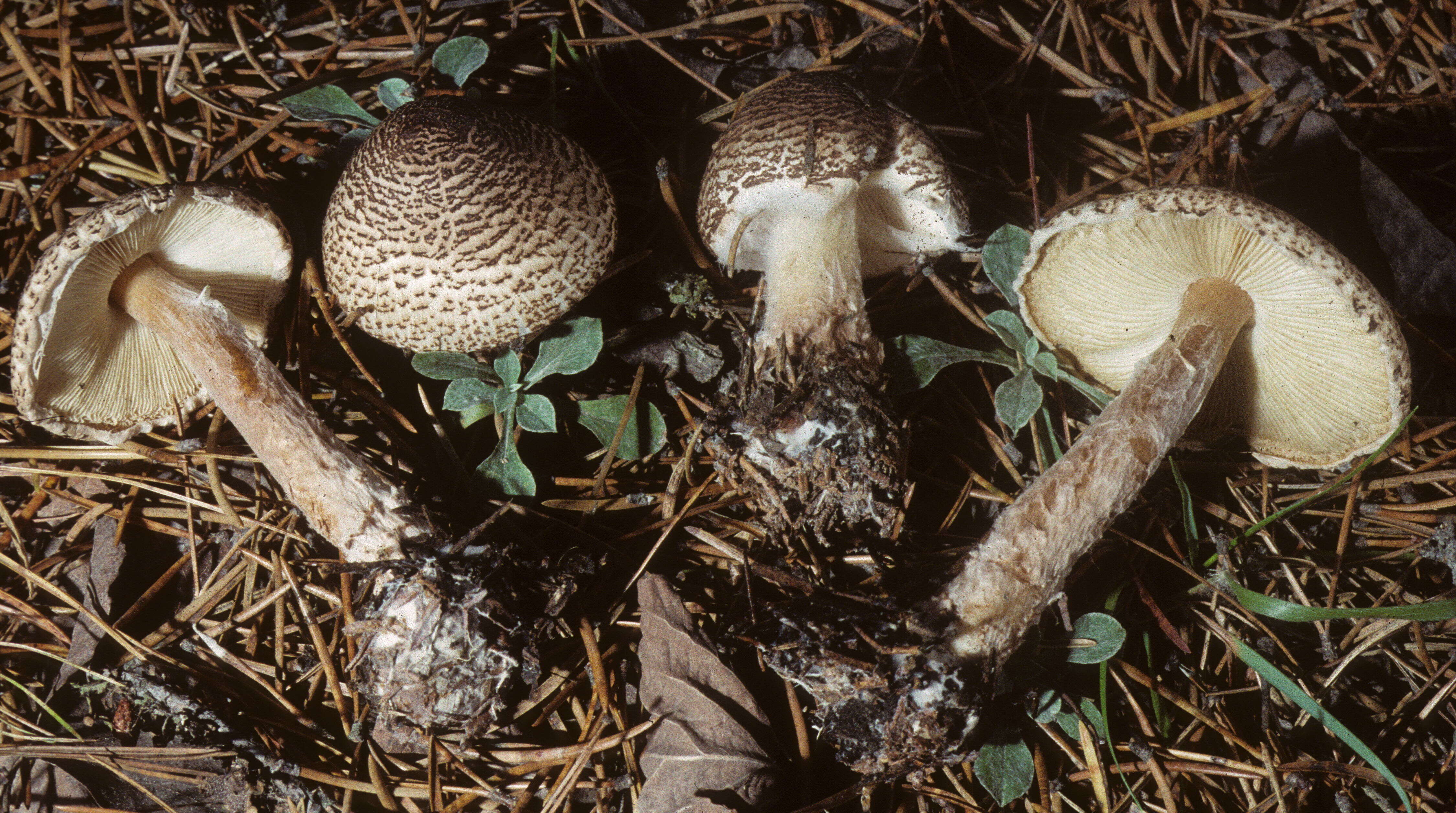 Imagem de Lepiota cortinarius J. E. Lange 1915