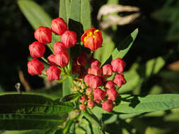 Image de Asclepias curassavica L.