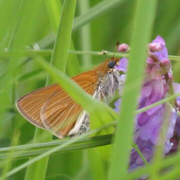 Image of Two-spotted Skipper