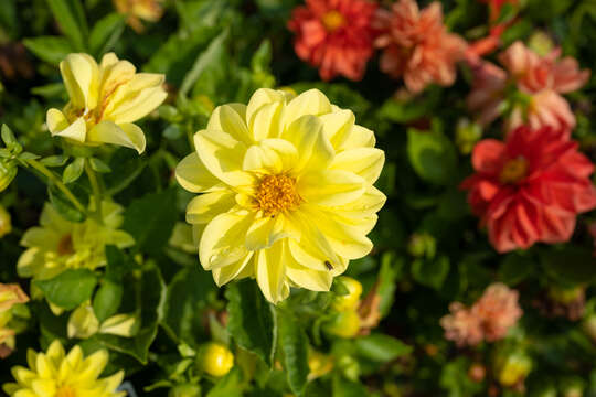 Imagem de Dahlia pinnata Cav.